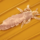 Pediculus humanus capitis.